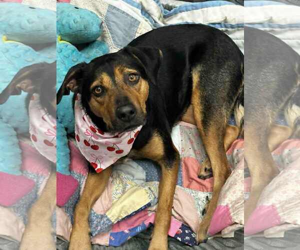 Medium Photo #5 Mutt Puppy For Sale in Evansville, IN, USA