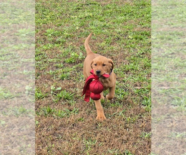 Medium Photo #4 Labrador Retriever Puppy For Sale in ACUSHNET, MA, USA