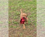 Small #3 Labrador Retriever