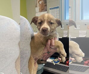 Labrador Retriever-Siberian Husky Mix Dogs for adoption in SHERBURNE, NY, USA