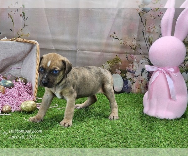 Medium Photo #2 Catahoula Leopard Dog Puppy For Sale in CUMBY, TX, USA