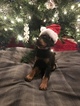 Small Photo #1 Doberman Pinscher Puppy For Sale in WICHITA, KS, USA