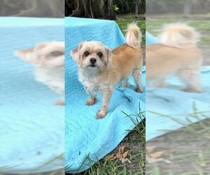 Silky Tzu Dogs for adoption in Weston, FL, USA