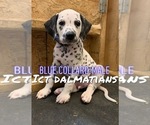 Puppy 1 Dalmatian