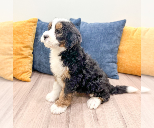 Medium Photo #3 Bernedoodle (Miniature) Puppy For Sale in DUNDEE, OH, USA