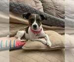 Small #10 Jack Russell Terrier Mix
