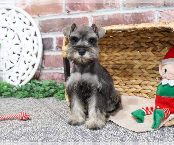 Medium Photo #5 Schnauzer (Miniature) Puppy For Sale in SYRACUSE, IN, USA