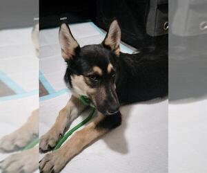 Siberian Husky-Unknown Mix Dogs for adoption in Stockton, CA, USA