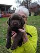 Small Photo #6 Labrador Retriever Puppy For Sale in EVANS, GA, USA