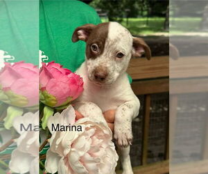 American Pit Bull Terrier-Unknown Mix Dogs for adoption in Oak Bluffs, MA, USA