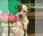 Small American Pit Bull Terrier Mix