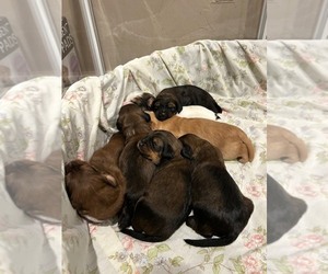 Bernedoodle (Miniature) Puppy for sale in HENDERSON, CO, USA