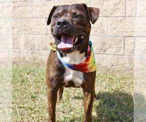 American Staffordshire Terrier-Unknown Mix Dogs for adoption in San Antonio, TX, USA