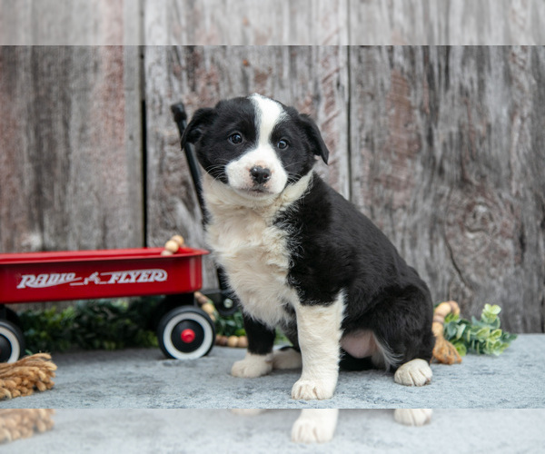 Medium Photo #17 Australian Cattle Dog-Miniature Australian Shepherd Mix Puppy For Sale in SULLIVAN, OH, USA