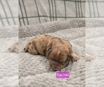 Small Photo #20 Puggle-Shih Tzu Mix Puppy For Sale in NEW YORK MILLS, MN, USA