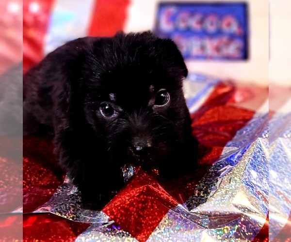 Medium Photo #109 Yorkshire Terrier Puppy For Sale in AKRON, OH, USA
