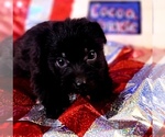 Small #5 Yorkshire Terrier