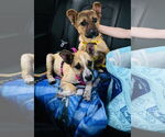 Small #12 Shepradors