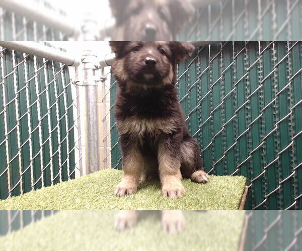 Medium Photo #1 Gerberian Shepsky Puppy For Sale in Downey, CA, USA