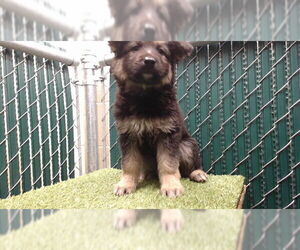 Gerberian Shepsky Dogs for adoption in Downey, CA, USA