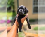 Small Labrador Retriever