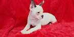 Small Photo #5 French Bulldog Puppy For Sale in HOUSTON, TX, USA