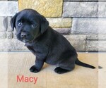 Image preview for Ad Listing. Nickname: Macy