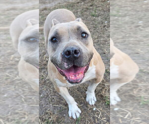 Medium Photo #6 American Staffordshire Terrier-Staffordshire Bull Terrier Mix Puppy For Sale in Brewster, NY, USA