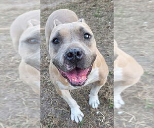 Hope (SC) - Female American Staffordshire Terrier-Staffordshire Bull Terrier Mix Dog for Adoption - Photo #6