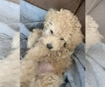Small Photo #33 Poodle (Toy) Puppy For Sale in LONG GROVE, IL, USA