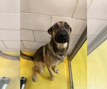 Small #46 German Shepherd Dog