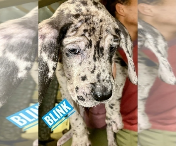 Medium Photo #7 Great Dane Puppy For Sale in COLUMBUS, OH, USA