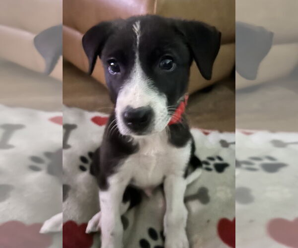 Medium Photo #11 Mutt Puppy For Sale in Royse City, TX, USA