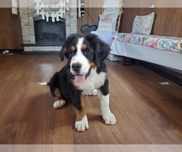 Medium Photo #16 Bernese Mountain Dog Puppy For Sale in PEYTON, CO, USA