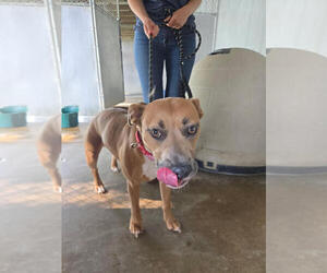 American Pit Bull Terrier-Unknown Mix Dogs for adoption in Linton, IN, USA