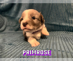 Small Photo #1 Cardigan Welsh Corgi Puppy For Sale in GREENSBORO, NC, USA