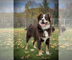 Mother of the Miniature Australian Shepherd puppies born on 04/23/2023