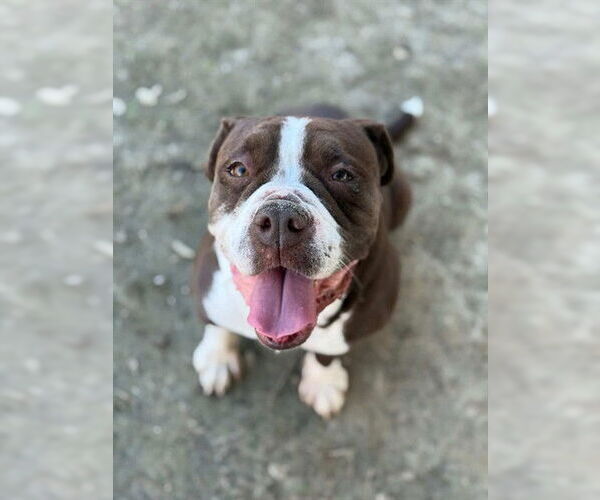 Medium Photo #2 Boxer Puppy For Sale in Riverside, CA, USA