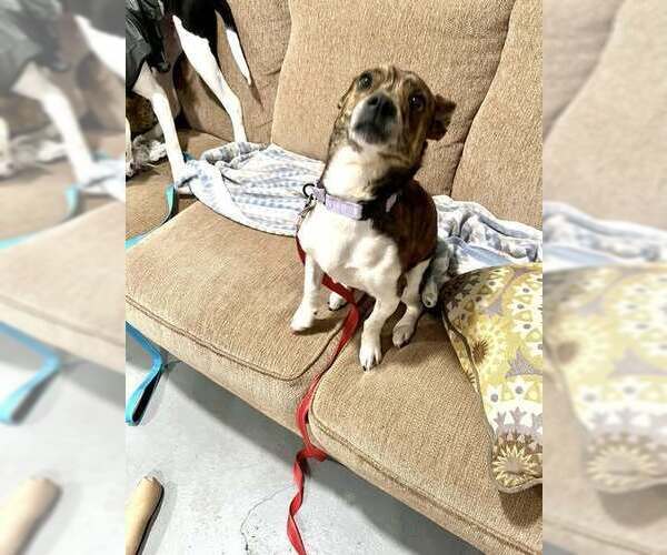 Medium Photo #3 Jack Russell Terrier-Plott Hound Mix Puppy For Sale in Springdale, PA, USA
