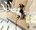 Small #2 Jack Russell Terrier-Plott Hound Mix