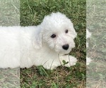 Small #3 Bichon Frise