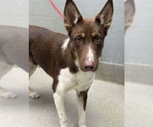 Border Collie-Unknown Mix Dogs for adoption in Las Vegas, NV, USA