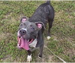 Small #1 Staffordshire Bull Terrier