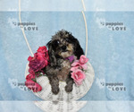 Small #5 Poodle (Toy)