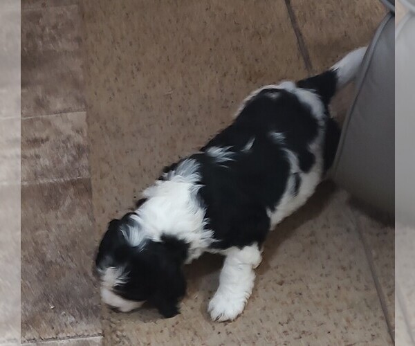 Medium Photo #5 English Springer Spaniel Puppy For Sale in GLEN SAINT MARY, FL, USA