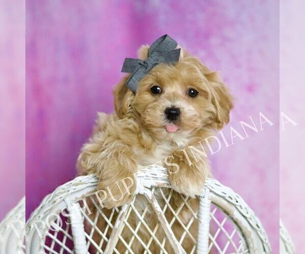 Medium Photo #18 Maltipoo (Miniature) Puppy For Sale in WARSAW, IN, USA