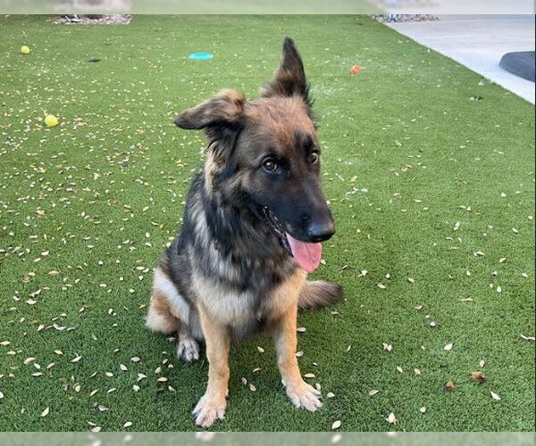 Medium Photo #2 German Shepherd Dog-Unknown Mix Puppy For Sale in Las Vegas, NV, USA