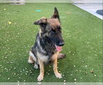 Small #1 German Shepherd Dog Mix