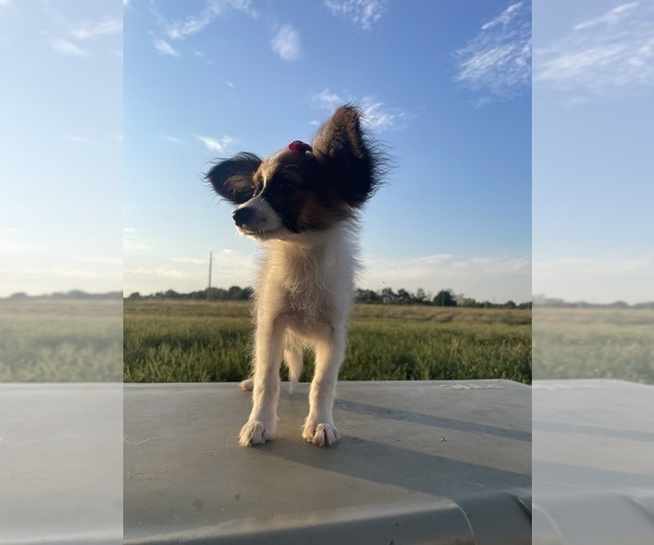 Medium Photo #2 Papillon Puppy For Sale in BELTON, MO, USA