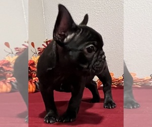 French Bulldog Puppy for sale in BOLIVAR, MO, USA